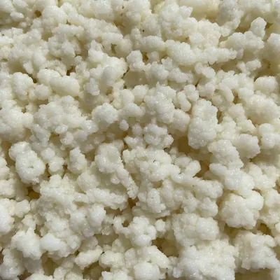 Grains de kéfir de lait blancs vus de près